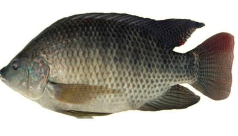 Rode/Zwarte tilapia