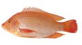 Rode/Zwarte tilapia