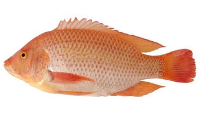 Rode/Zwarte tilapia